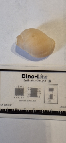 Nucella lapillus