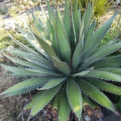 Agave obscura