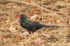 Phoeniculus purpureus