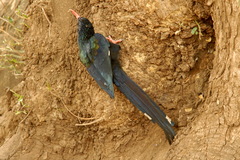 Phoeniculus purpureus