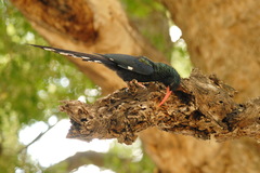 Phoeniculus purpureus