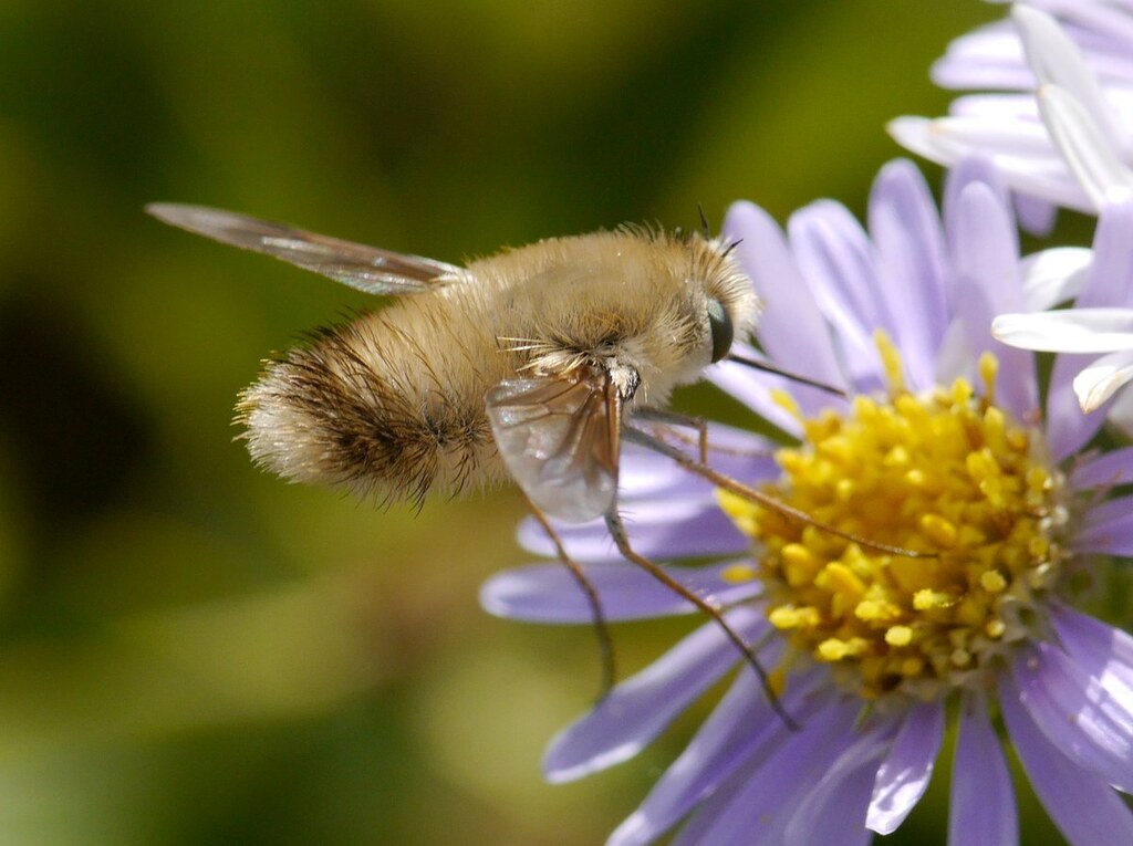 Anastoechus nitidulus