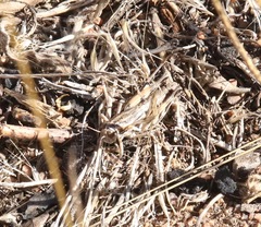 Oedaleonotus pinctus