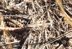 Oedaleonotus pinctus