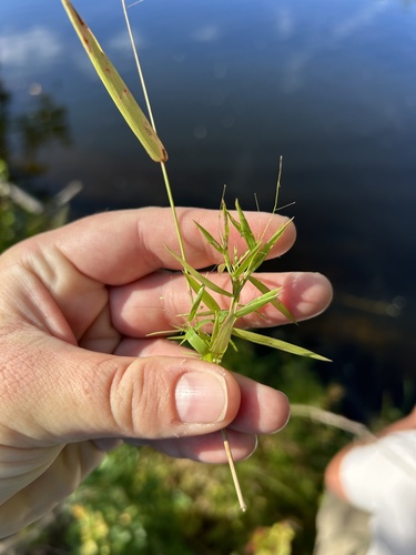 Small-fruited Witchgrass (Dichanthelium microcarpon)