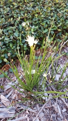 Nothoscordum bivalve