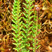 Polystichum orbiculatum - Photo (c) alexwirth, μερικά δικαιώματα διατηρούνται (CC BY-NC)