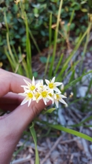 Nothoscordum bivalve