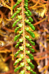 Polystichum orbiculatum
