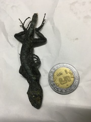 Sceloporus grammicus