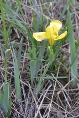 Iris arenaria