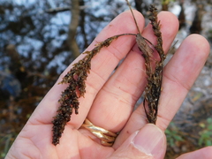 Carex decomposita