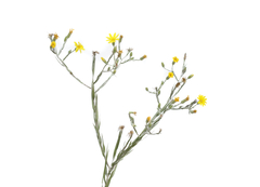 Image of Pityopsis tenuifolia