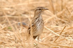 Cercotrichas leucophrys