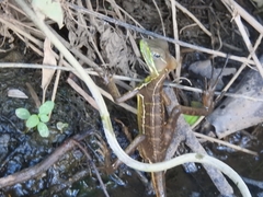 Basiliscus galeritus