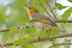 Anaplectes rubriceps