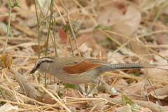 Tchagra australis