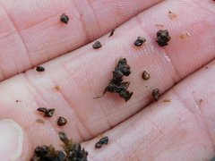 Carex decomposita