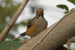 Turdus libonyana