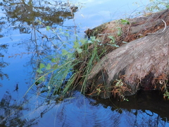 Carex decomposita