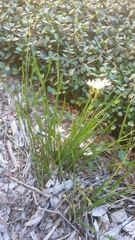 Nothoscordum bivalve