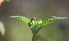 Hypodynerus tuberculiventris