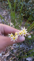 Nothoscordum bivalve