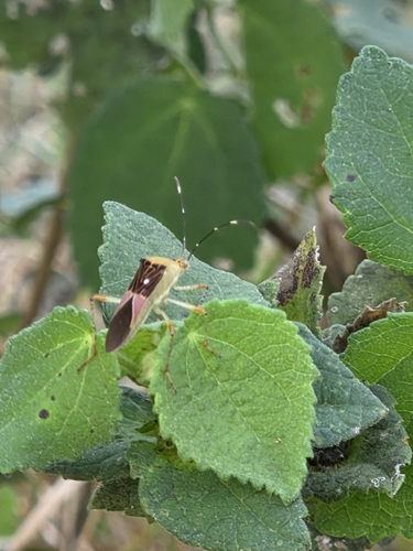 Hypselonotus fulvus