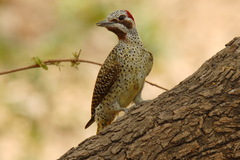Campethera bennettii