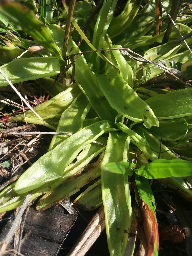 Pinguicula primuliflora, Mississippi, US