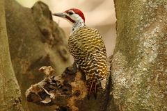 Campethera bennettii