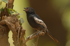 Melaniparus niger