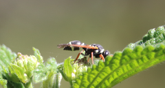 Hypodynerus tuberculiventris