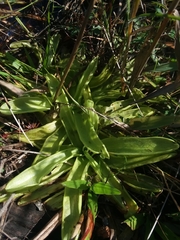 Pinguicula primuliflora