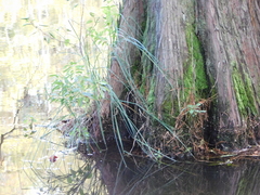 Carex decomposita