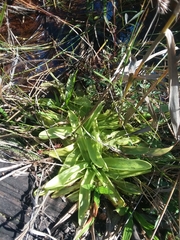 Pinguicula primuliflora