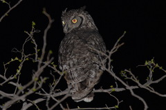 Spotted Eagle-Owl photo 2