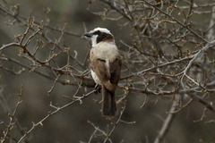 Eurocephalus anguitimens