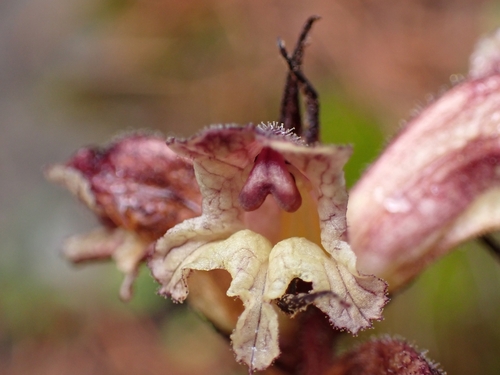 Thistle Broomrape (Orobanche reticulata)