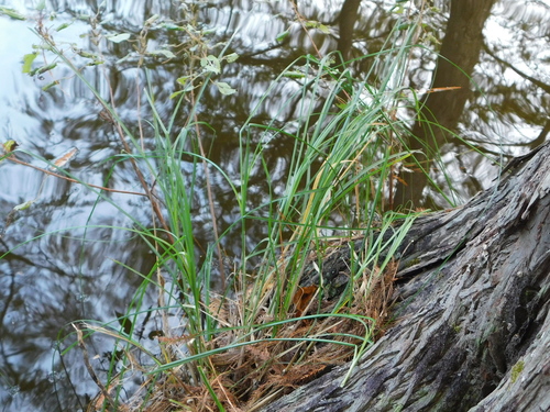 Image of Carex decomposita by (c) Sam Kieschnick, some rights reserved (CC BY)