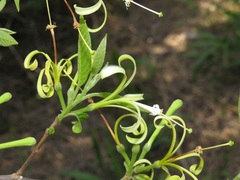 Turraea floribunda