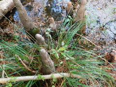 Carex decomposita