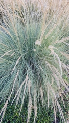Poaceae