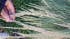 Poaceae