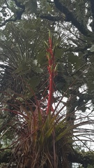 Tillandsia calothyrsus