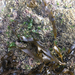 Petalonia fascia - Photo (c) rickt, μερικά δικαιώματα διατηρούνται (CC BY-NC), uploaded by rickt