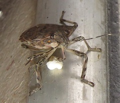 Anolcus campestris