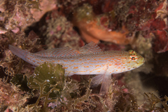 Gobius xanthocephalus