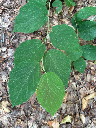 Witch Hazel