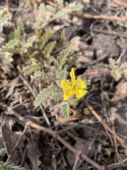 Tribulus cistoides
